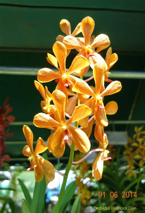 Orchids Flowers Pictures Bulbophyllum Vanda Cattleya Cymbidium Phalaenopsis Dendrobium Culture ...