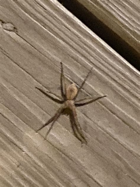 Is this a brown recluse? North Carolina : r/spiders