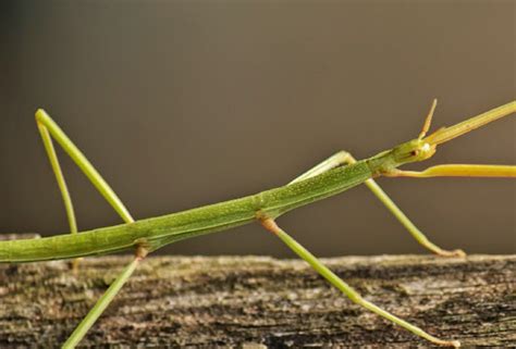 Stick insect: characteristics, feeding, habitat and reproduction