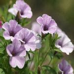 Light Purple Ipomoea Morning Glory Seeds — USA Garden Center
