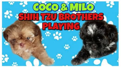 Princess Type Shih Tzu Puppies For Sale Philippines - Shih Tzu Dog