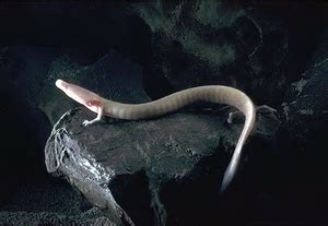 The Creature Feature: 10 Fun Facts About the Olm — Mary Bates, PhD