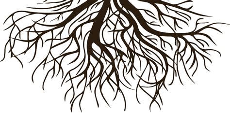 Drawing Clip art Root Vector graphics Tree - black and white roots png download - 838*415 - Free ...