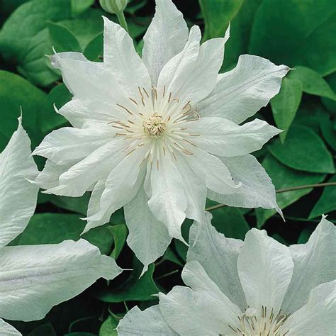 Clematis Jackmanii Alba | Посадка деревьев, Ломонос, Белые сады