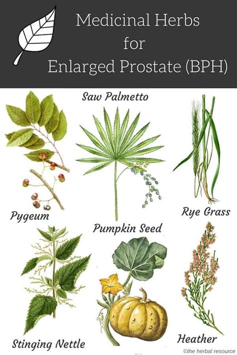 Medicinal Herbs for Enlarged Prostate (BPH) - Relief and Treatment