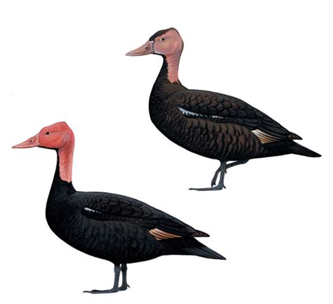 Pink-headed Duck (Rhodonessa caryophyllacea) – Planet of Birds