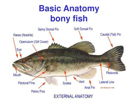 Bony Fish Diagram Labeled