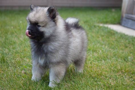 Keeshond - Alchetron, The Free Social Encyclopedia