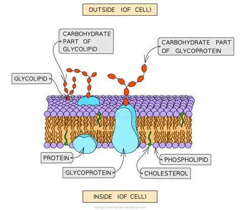 Glycolipids & Glycoproteins | SL IB Biology Revision Notes 2025 | Save My Exams