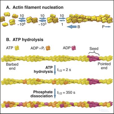 Actin and Actin-Binding Proteins | Basicmedical Key