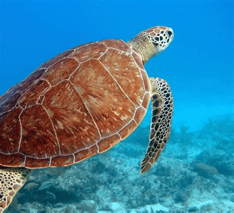 Turtles at the Dry Tortugas National Park