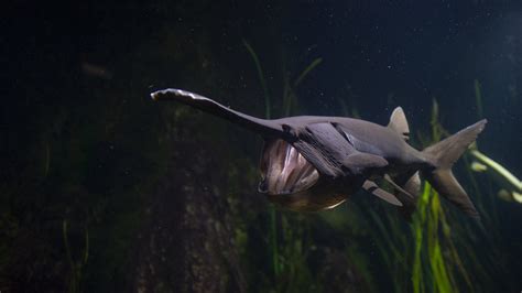 Coral Catshark · Tennessee Aquarium