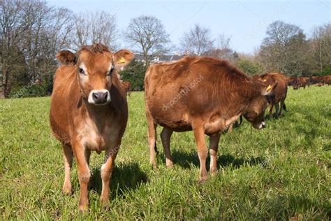 Jersey cows on a green grass Stock Photo by ©Ukrainian 2951325