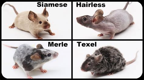 Meet My New Fancy Pet Mice - Hairless Mouse, Siamese, Merle, Texel Mice ...