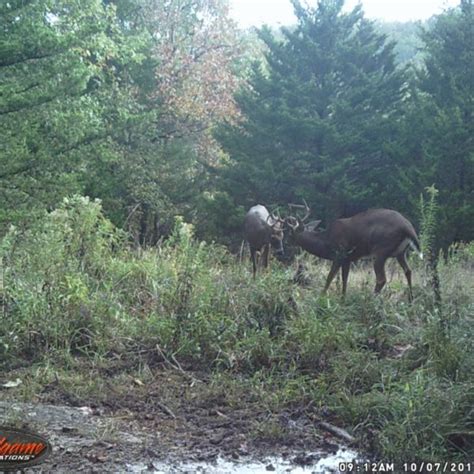 Great Numbers of Bucks on Trail Cams | Missouri Hunting & Outdoor ...