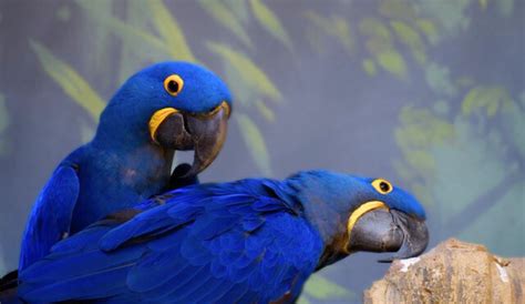 How Much is a Blue Macaw: An Expert's Insight – Macaw Land