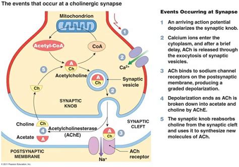 Synapse | Cholinergic, Brain chemistry, Physiology