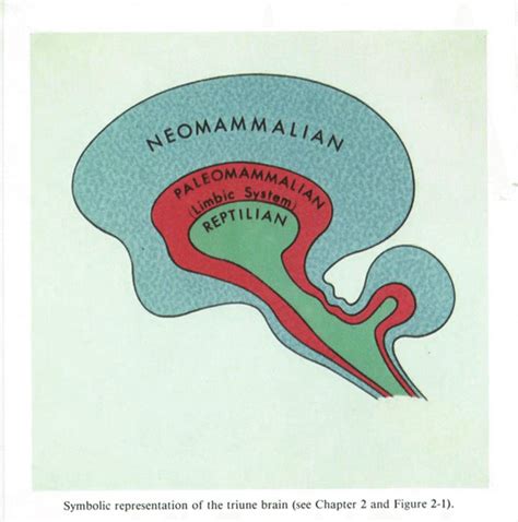 , McLean's Triune Brain System | Download Scientific Diagram