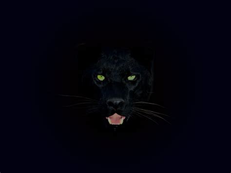 Black Panther Blue Eyes Wallpaper - WallpaperSafari