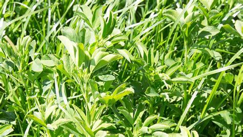 Q&A: Growing and feeding drought-tolerant lucerne - Farmers Weekly