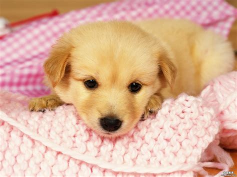 Cute Dog Image Download : Cute Dog Wallpapers | Bodksawasusa