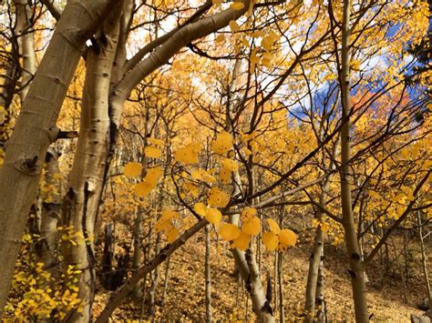 Aspens Aspen, Fall Colors, Autumn, Fall Season, Fall