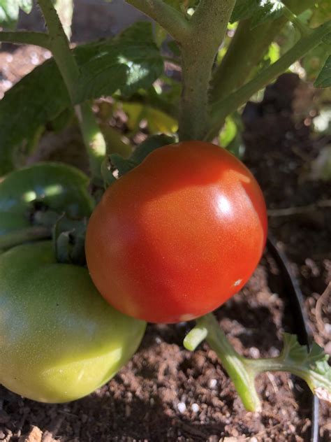 My first ripe Tomato! 🍅 : r/gardening