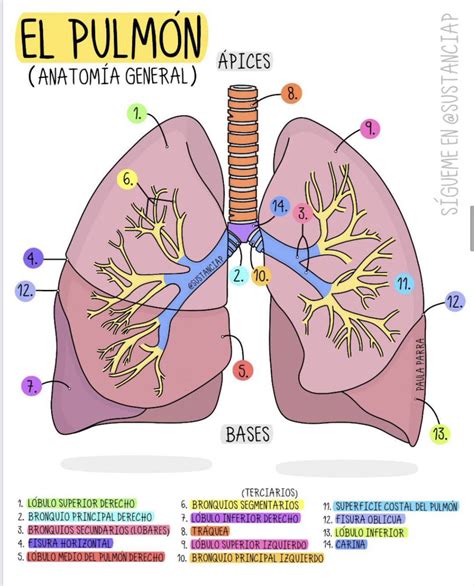 Partes Del Pulmonnes | My XXX Hot Girl