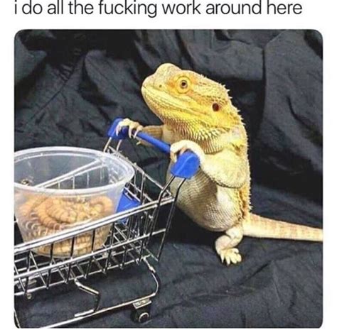 a lizard sitting next to a shopping cart filled with cookies