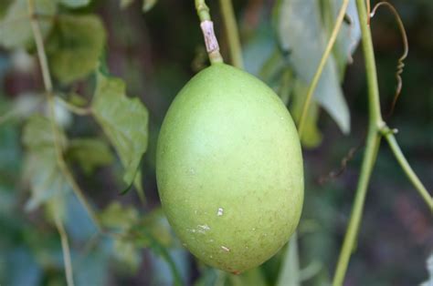 Passion Vine (Maypop) – Recipes | Walter Reeves: The Georgia Gardener