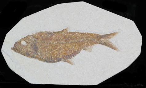 5.1" Knightia Alta Fossil Fish For Sale (#32700) - FossilEra.com