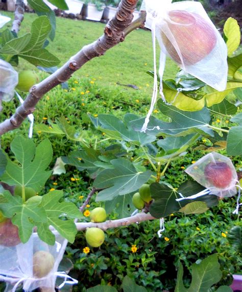 How to grow Fig trees in pot | Growing Fig | Figs care - Naturebring