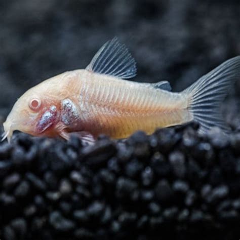 Albino Corydoras Catfish