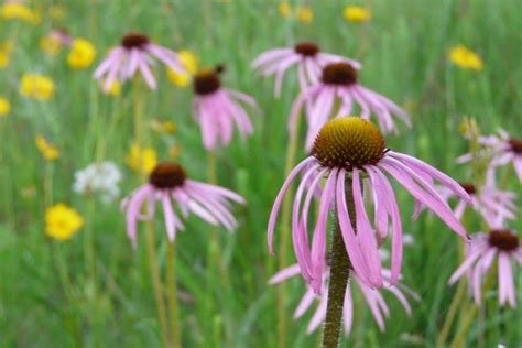 The Best Plants for Prairie Gardens | HGTV