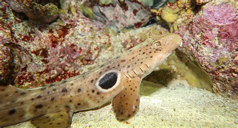 Epaulette Shark - New England Aquarium