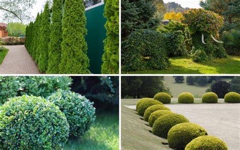 10 Best Plants for Topiary - Garden Lovers Club