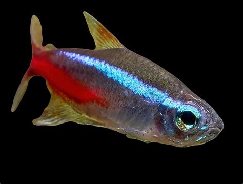 Premium Photo | Closeup of blue neon tetra fish isolated on black background