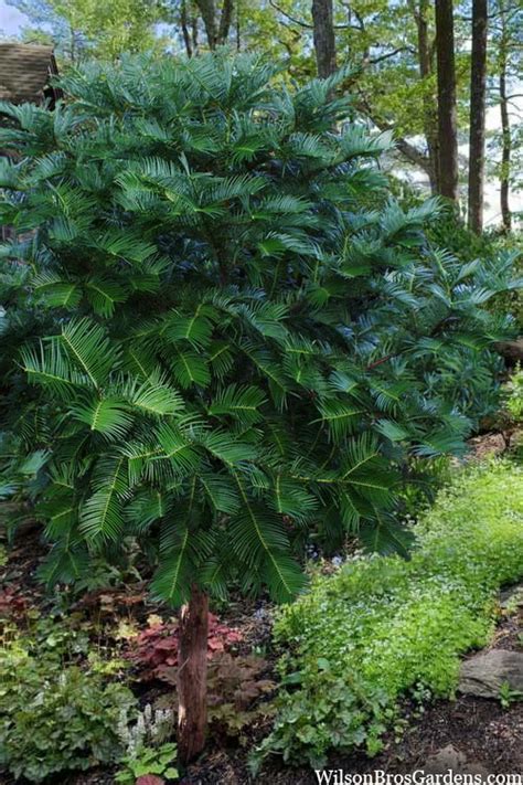 Buy Fortunes Plum Yew Tree (Cephalotaxus fortunei) | Wilson Bros Gardens | 3 Gallon Pot for sale