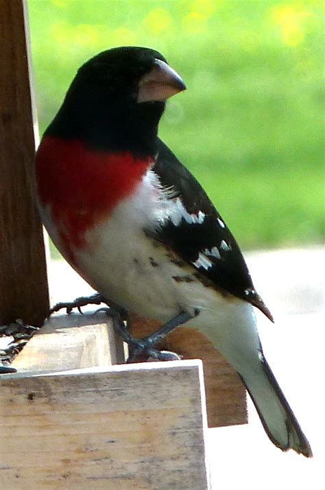 Penelopedia: Nature and Garden in Southern Minnesota: The Colorful Birds of Spring