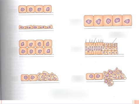 RTE 1782 CELLULAR ADAPTATIONS Diagram | Quizlet