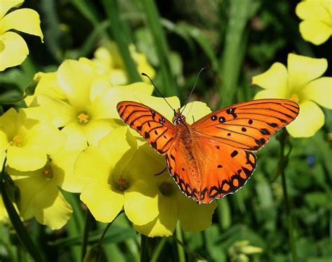 Caterpillar food plants | Earth Friendly Gardening