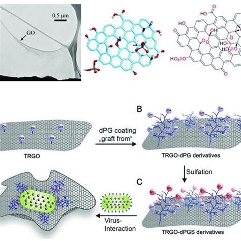 Graphene oxide nanosheets as pathogen inhibitors. Top row: Transmission... | Download Scientific ...