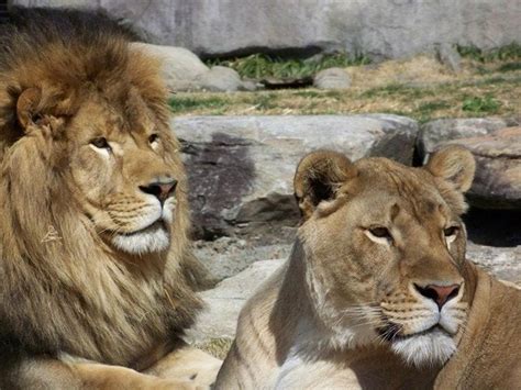 Meet Leo III and Una. University of North Alabama's two live lion ...