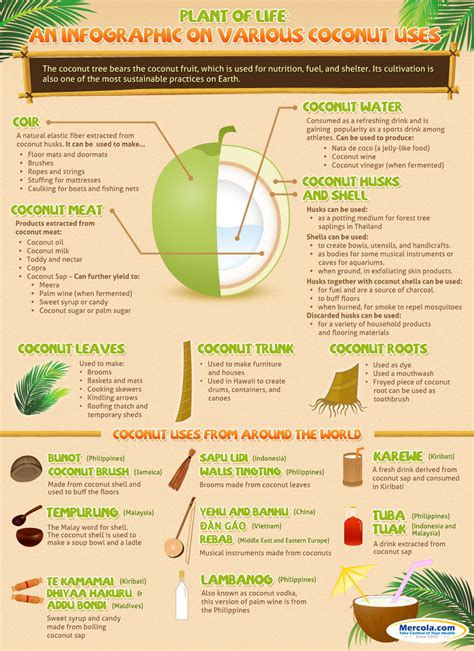 Plant of Life: Coconut Uses (Infographic) – Pilates & Yoga Fitness