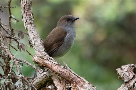 ʻōmaʻo (Myadestes obscurus) - Hawaii Bird Guide