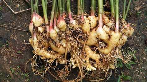 How To Propagate Plants Through Rhizome Or Root Division