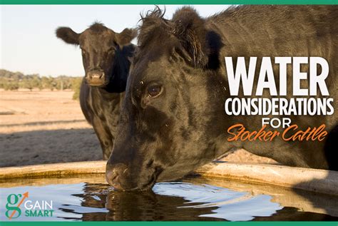 Water Considerations for Stocker Cattle - VitaFerm