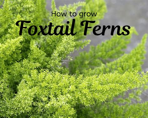 Foxtail fern care | Gardenologist