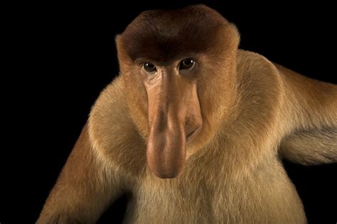 Proboscis Monkey wallpapers, Animal, HQ Proboscis Monkey pictures | 4K Wallpapers 2019