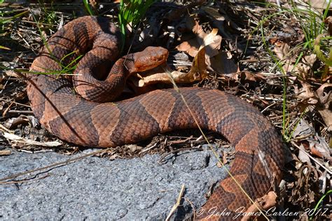 A Northern Copperhead in exposed scrub/rock habitat Habitats, Exposed ...